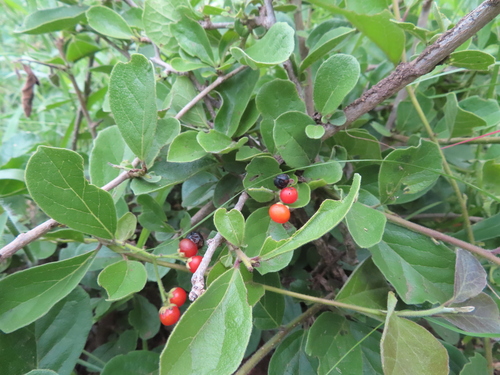 Ehretia amoena, photograph 1
