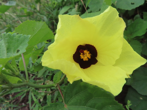 Lemonyellow Rosemallow (Hibiscus calyphyllus)