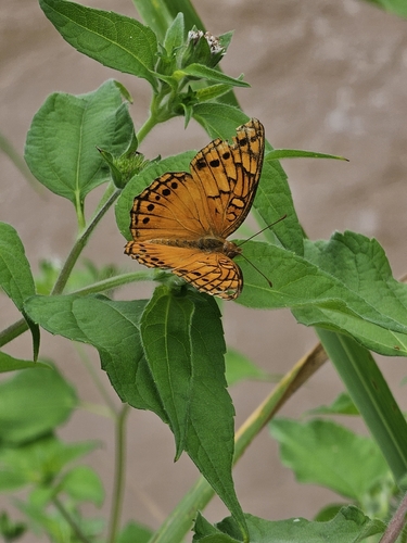 Mexican Fritillary