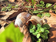 Helix pomatia