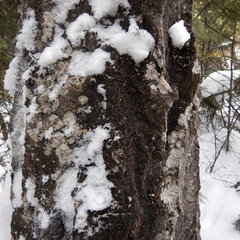 Lecanora wisconsinensis