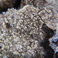 Lecanora wisconsinensis