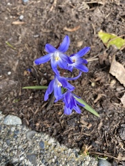Scilla forbesii