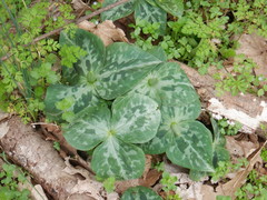Trillium stamineum