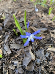 Scilla forbesii