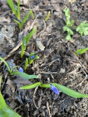 Scilla forbesii