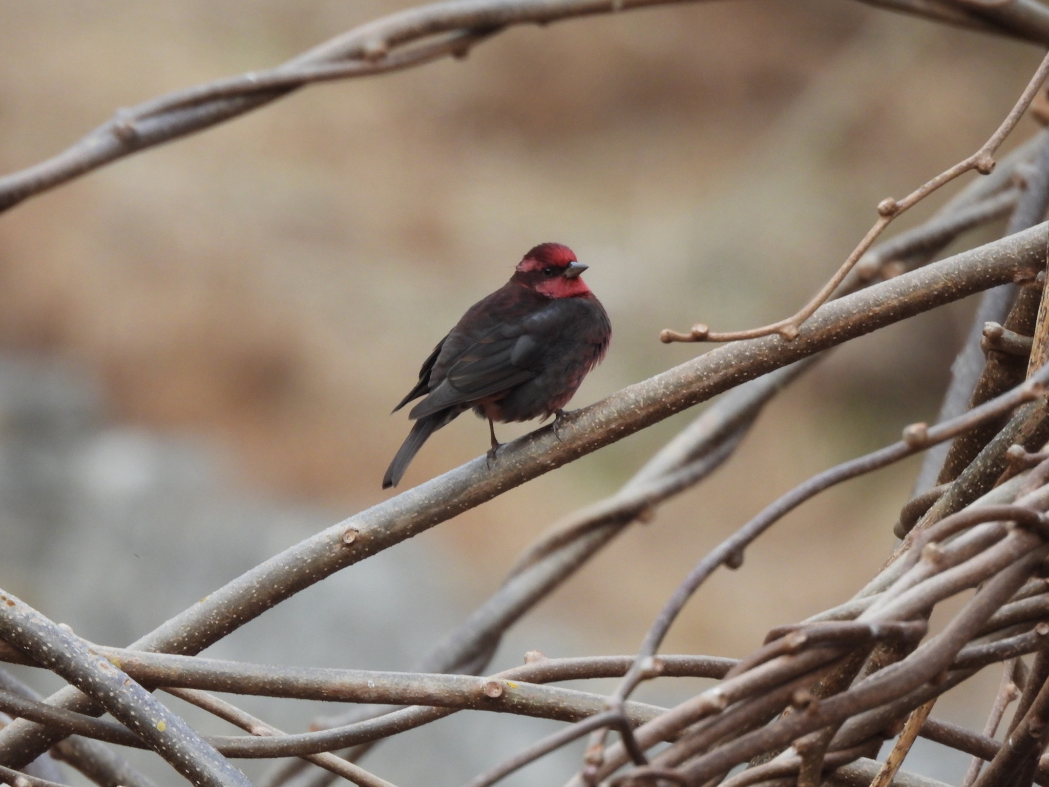 Dark-breasted Rosefinch (Procarduelis nipalensis), photo 10