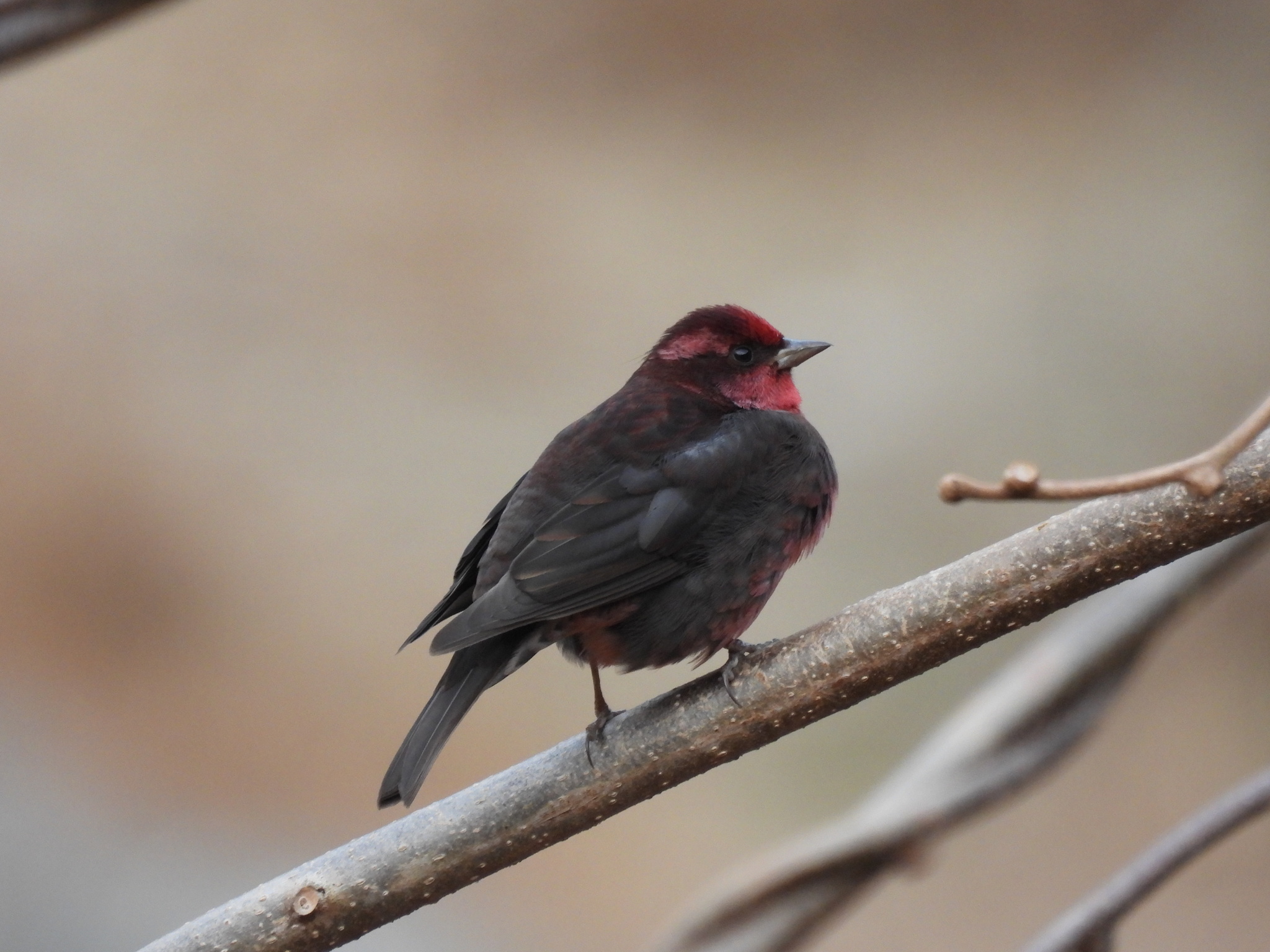 Dark-breasted Rosefinch (Procarduelis nipalensis), photo 9