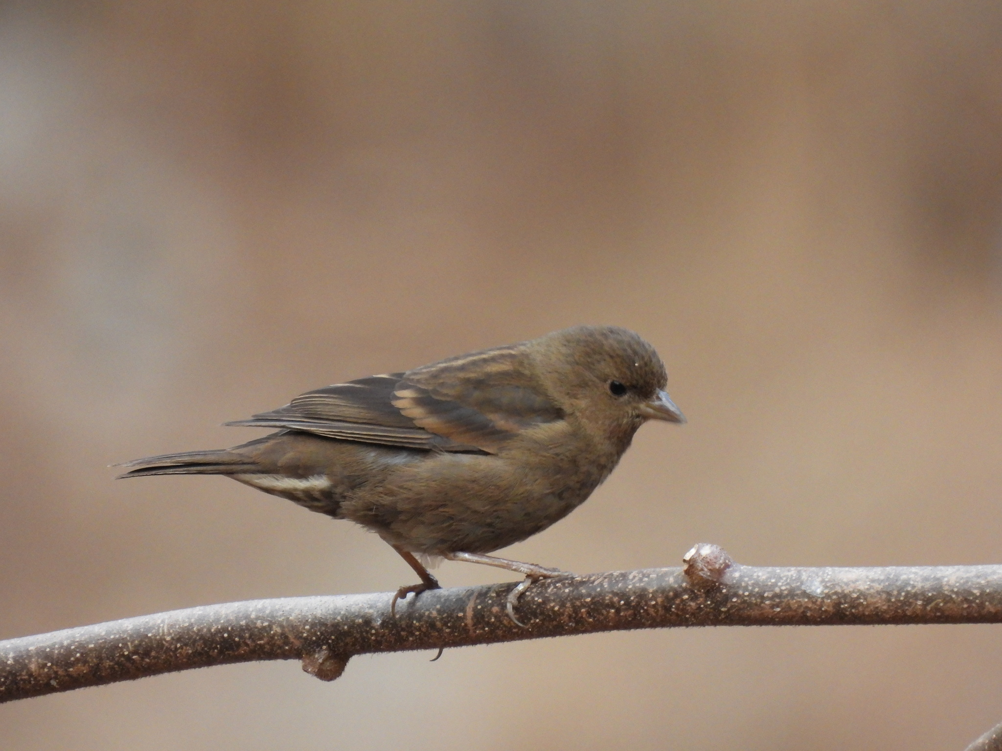 Dark-breasted Rosefinch (Procarduelis nipalensis), photo 2