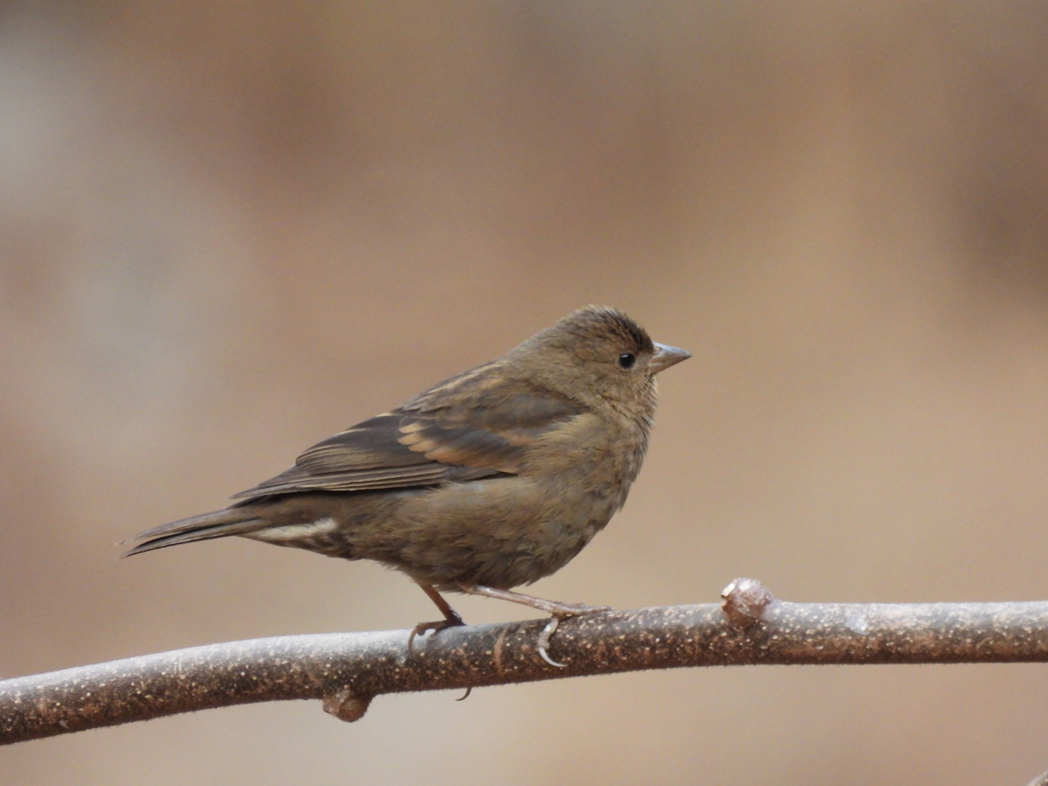 Dark-breasted Rosefinch (Procarduelis nipalensis), photo 1