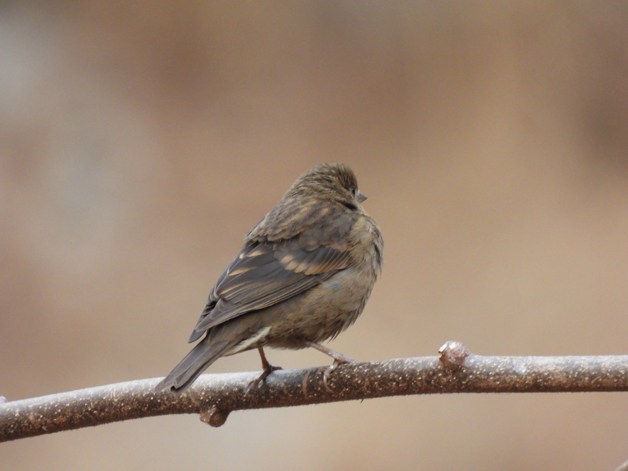 Dark-breasted Rosefinch (Procarduelis nipalensis), photo 7