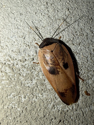 Pink Porcelain Roach