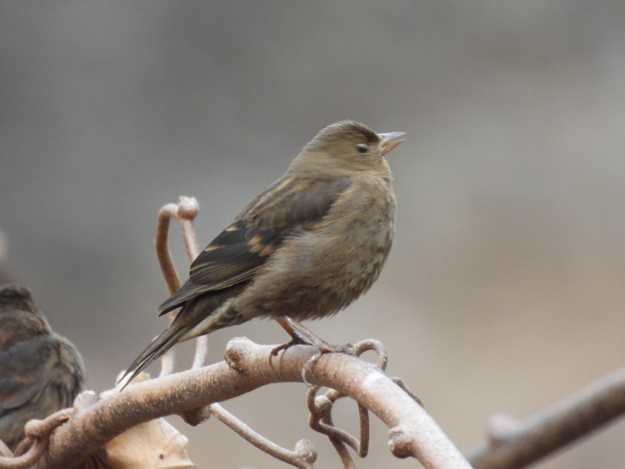 Dark-breasted Rosefinch (Procarduelis nipalensis), photo 8