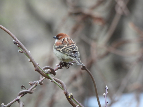 Russet Sparrow (Passer cinnamomeus), photo 2