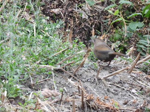Bhutan Laughingthrush (Trochalopteron imbricatum), photo 7