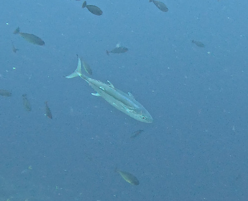 Dogtooth Tuna