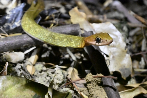 Adler's Keelback