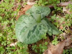 Trillium stamineum