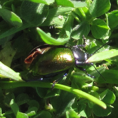 Chrysolina auripennis