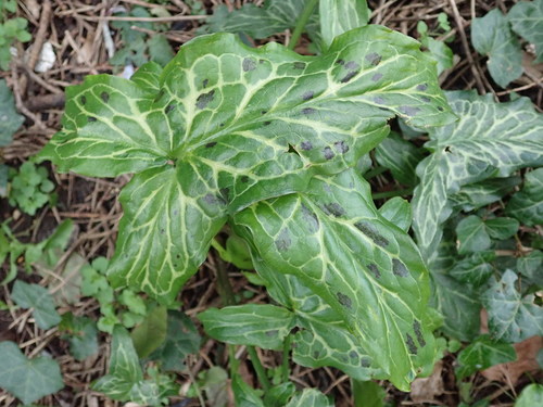 Image of Arum italicum by (c) agujaceratops, some rights reserved (CC BY)