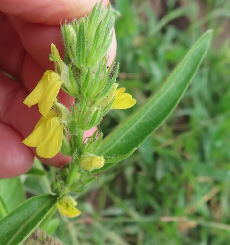 Yellow Justicia (Justicia flava)