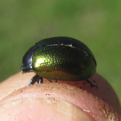 Chrysolina auripennis
