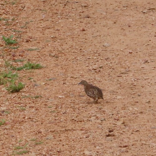 Common Buttonquail (Turnix sylvaticus), photo 7