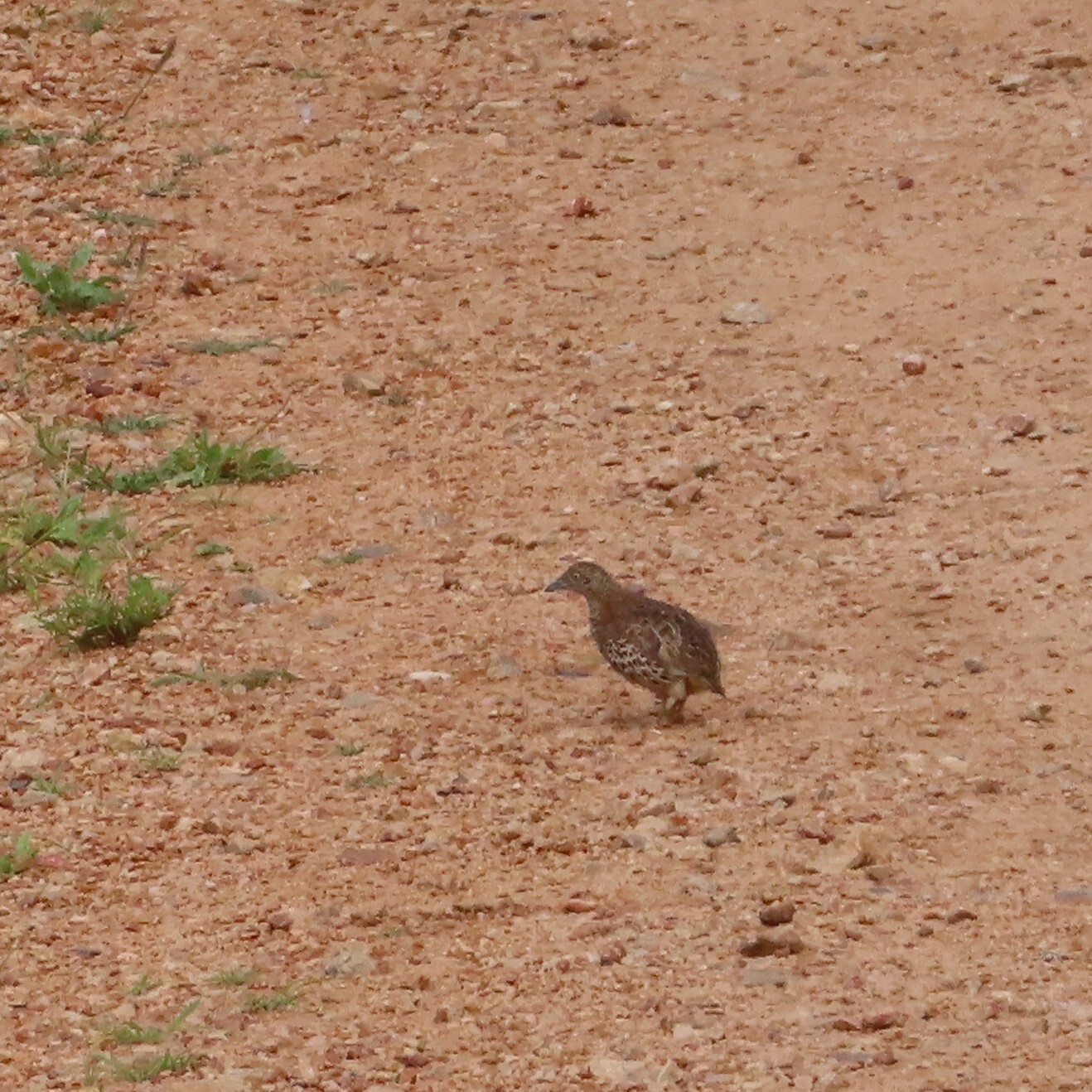 Common Buttonquail (Turnix sylvaticus), photo 8