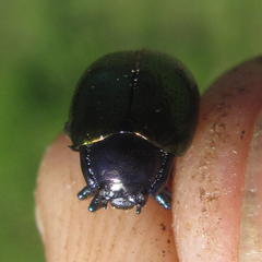 Chrysolina auripennis