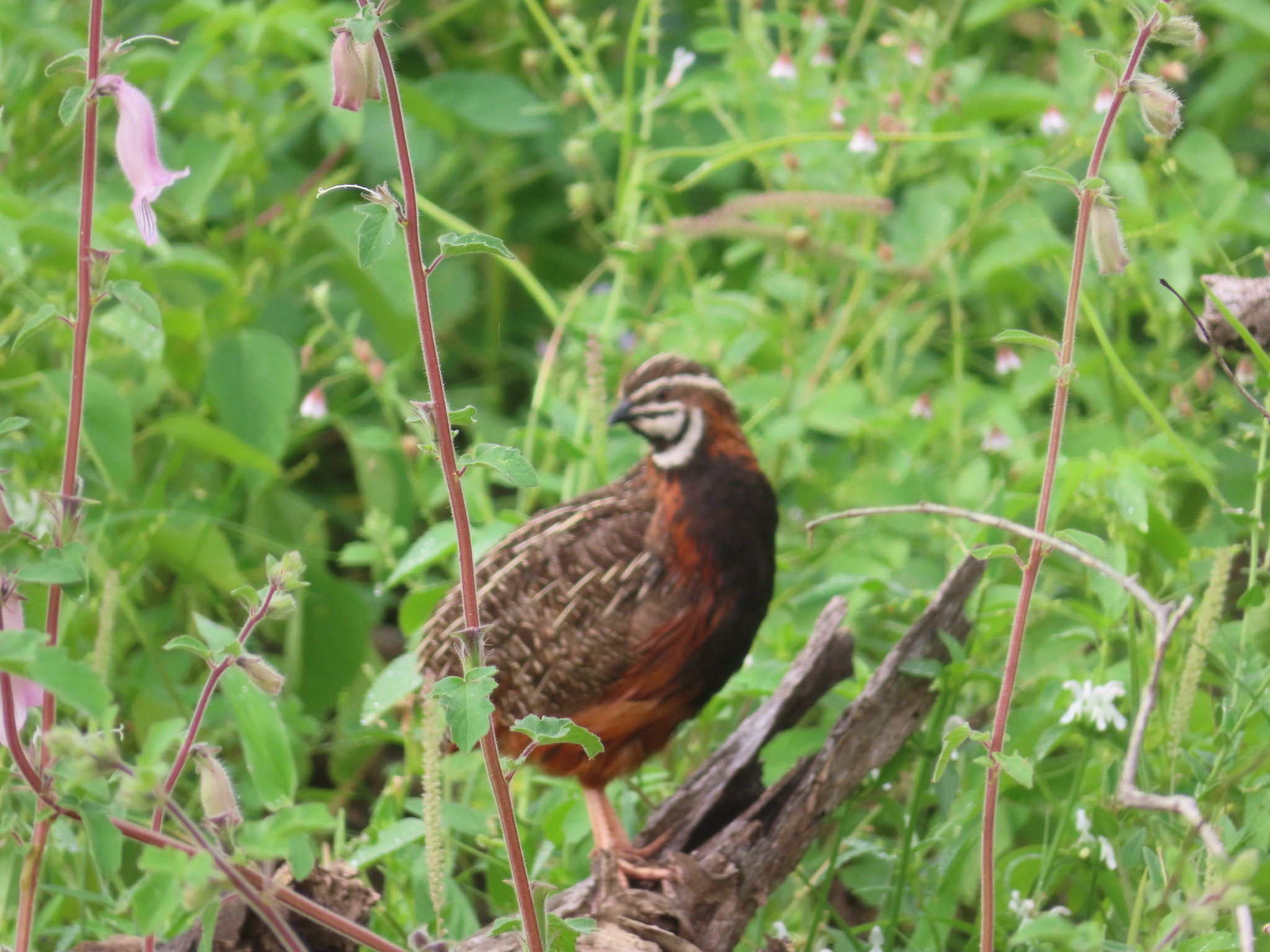 Harlequin Quail (Coturnix delegorguei), photo 6