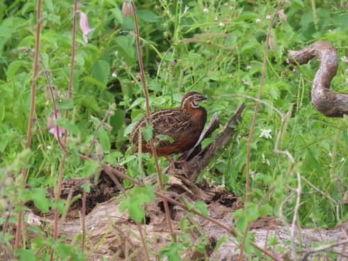 Harlequin Quail (Coturnix delegorguei), photo 4