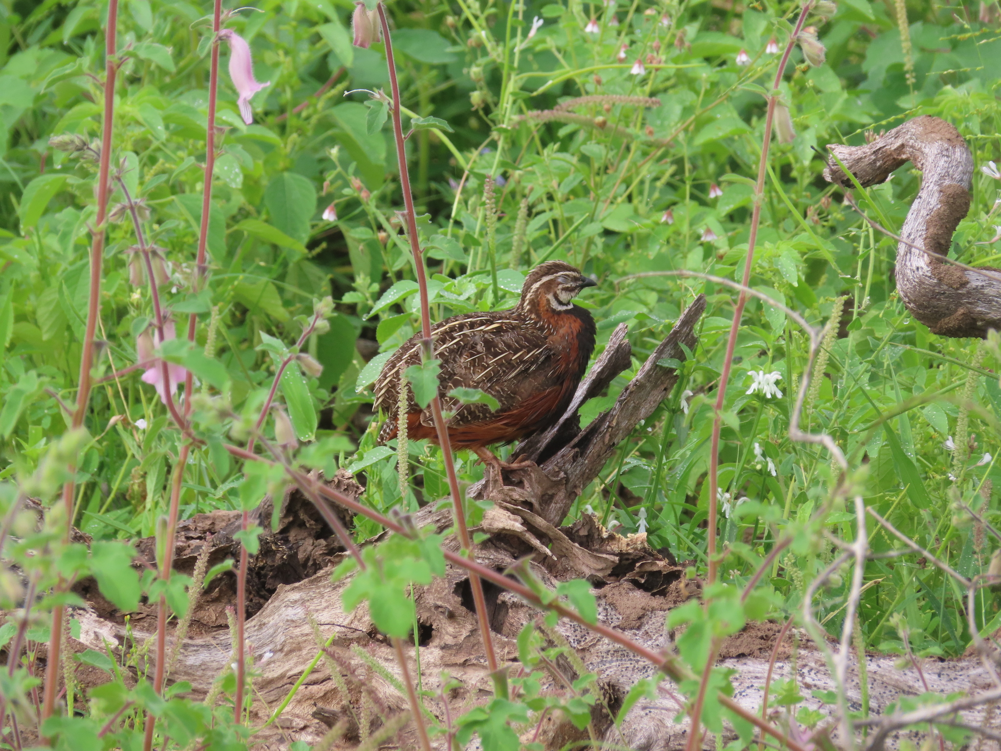 Harlequin Quail (Coturnix delegorguei), photo 5