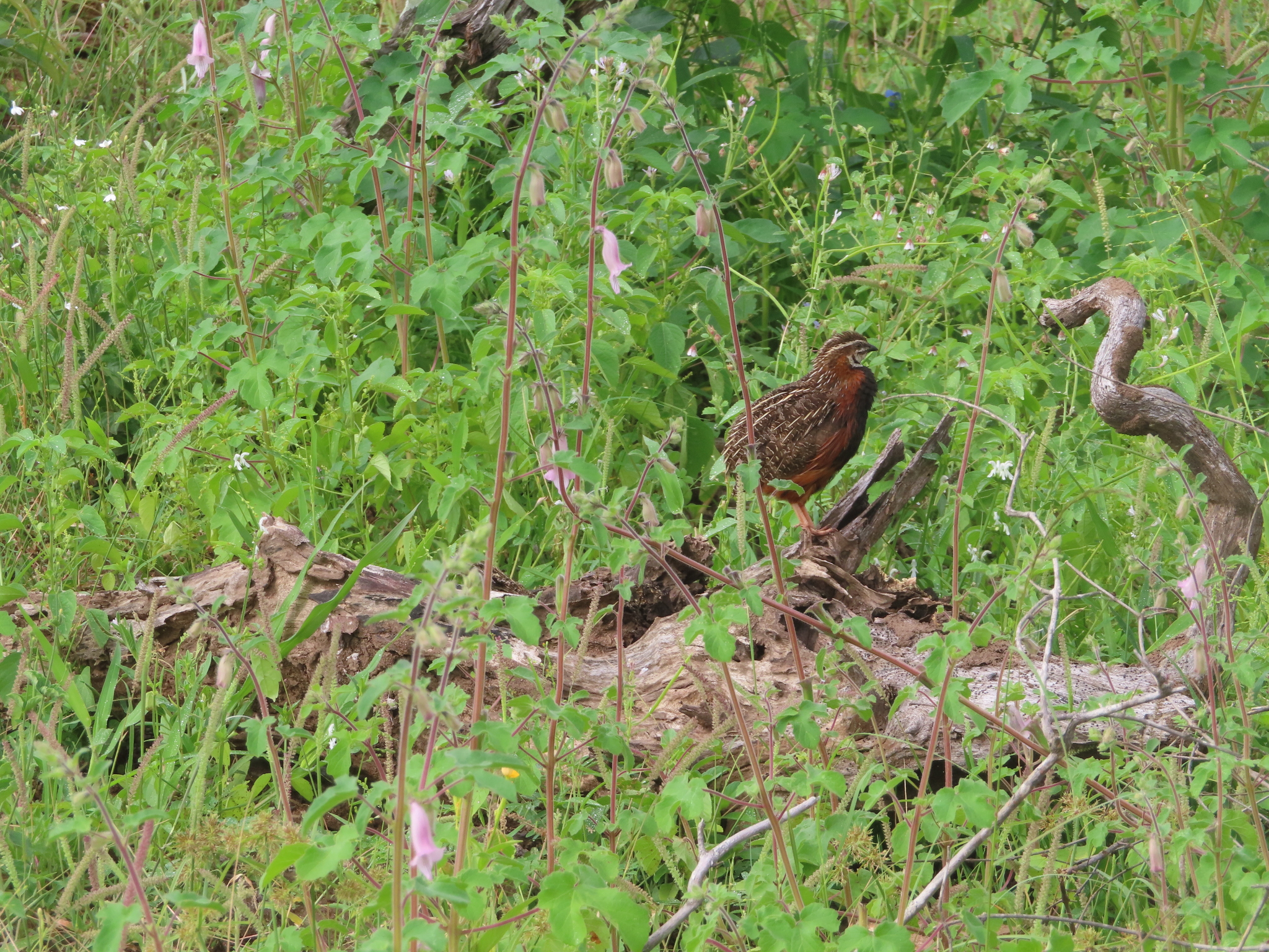 Harlequin Quail (Coturnix delegorguei), photo 7