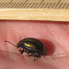 Chrysolina auripennis