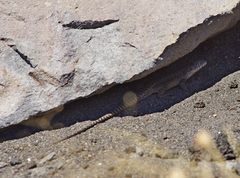 Liolaemus scorialis