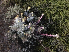 Castilleja hololeuca