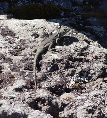 Liolaemus scorialis