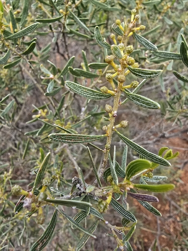 Acacia wilhelmiana observed 2026-04-08
