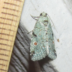 Maliattha concinnimacula