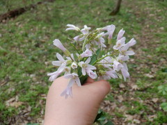 Cardamine douglassii