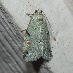 Maliattha concinnimacula