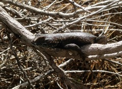 Sceloporus occidentalis becki