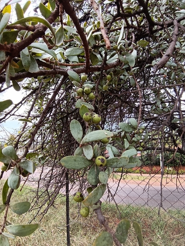 Natal Mistletoe (Agelanthus natalitius)