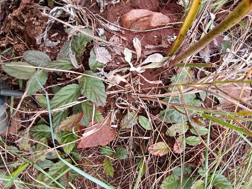 Purpleleaf Dollsrose (Hermannia depressa)