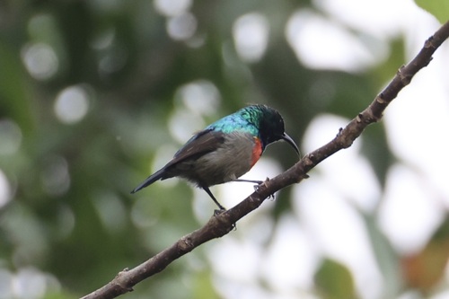 Olive-bellied Sunbird (Cinnyris chloropygius), photo 10