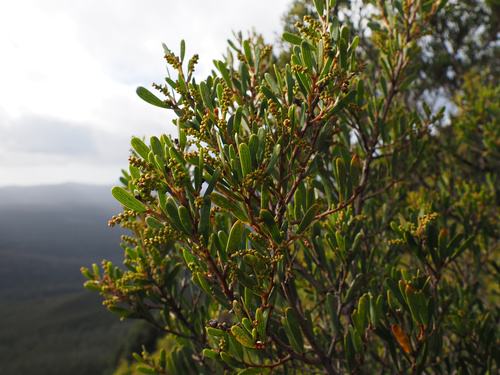 Variable sallow wattle (Acacia mucronata)