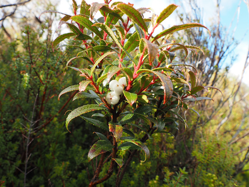 copperleaf snowberry (Gaultheria hispida)