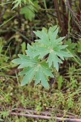 Delphinium cardinale