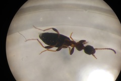 Leptaleus rodriguesi