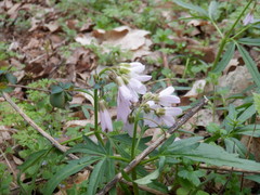 Cardamine concatenata